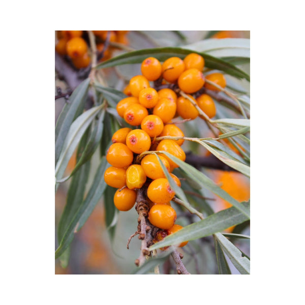 エクラ姫の休息のすごいところ！